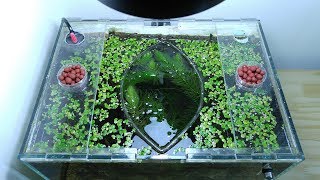 [問題] 魚缸想種地瓜葉