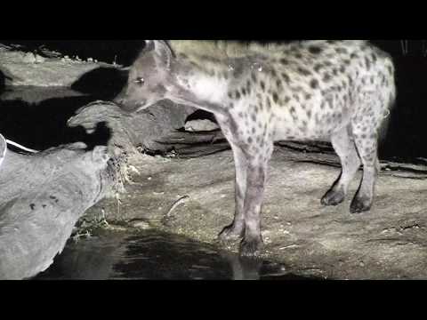 Djuma: Hyena comes for a drink then goes and lays down - 02:03 - 10/17/18