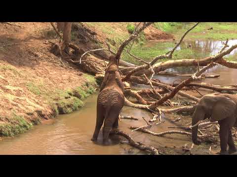 Bull Elephant gouging a fig tree branch with his tusk to get bark to eat