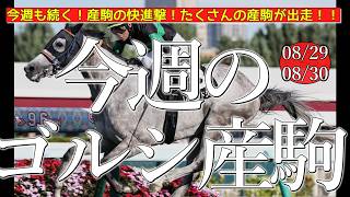 今週のゴールドシップ産駒 (08/29,30)【今週も続く！産駒の快進撃！たくさんの産駒が出走！！／レジェンドシップほか】