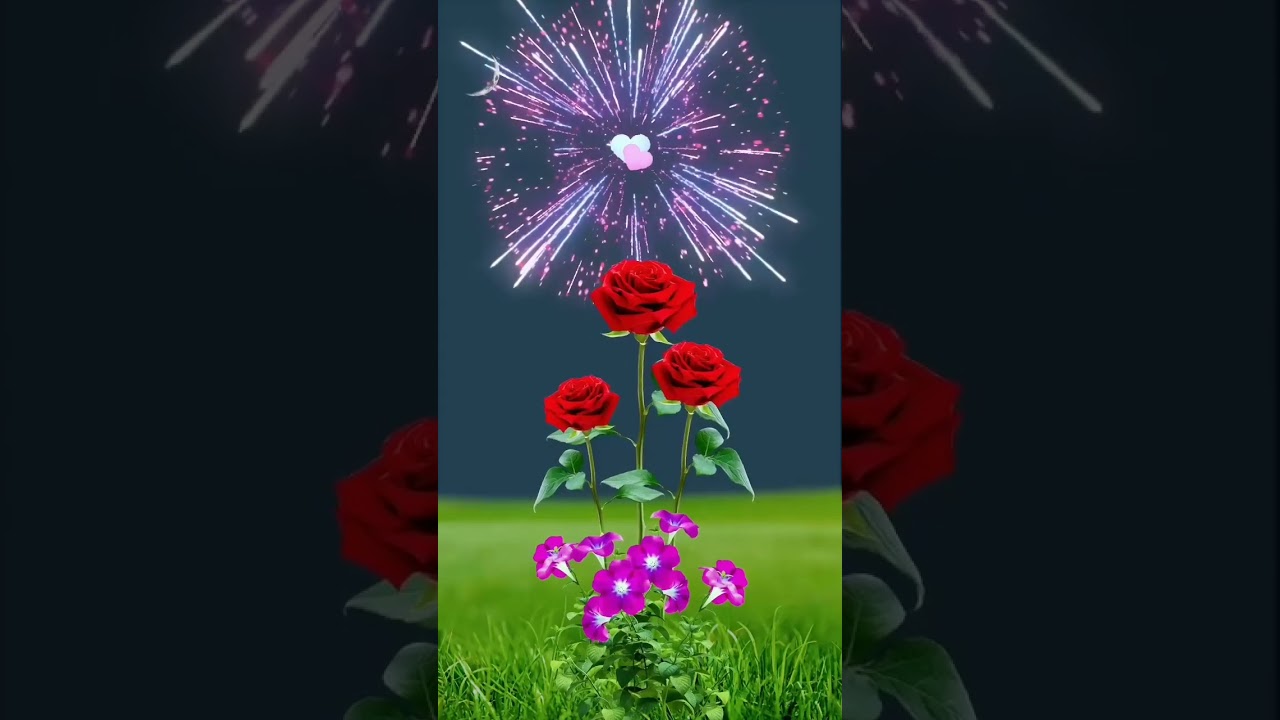 love heart flower rose animation | nature video | nature gif animation