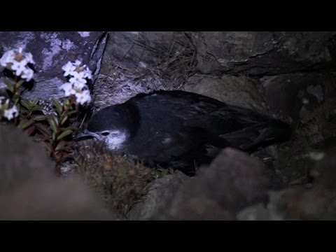 Puffinus tenuirostris