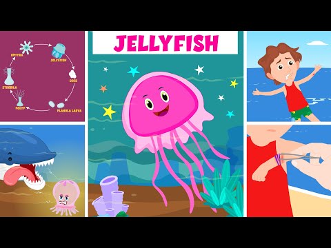 Learn About Jellyfish | How Does A Jellyfish Sting? | Jellyfish Life Cycle | Video For Kids