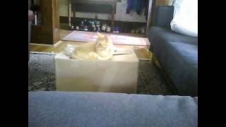 Half Japanese - sex at your parents house