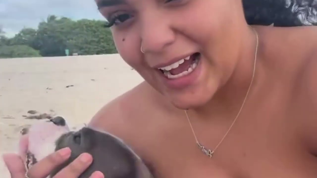 Enlarge Lollita Lempicka, a ADOPTABLE mixed breed in Fort Lauderdale , FL video 3/6