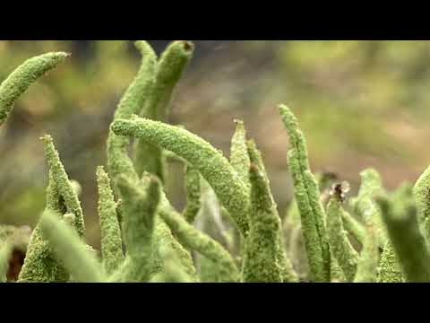 Deepmix Moscow - bVoice - Cartoon Studio: Thats Not Mine