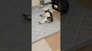 パパの呼びかけに全然答えてくれないフレブル