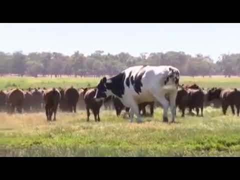 Чудовището, което удиви света: Как говедото Никърс спечели правото си на живот