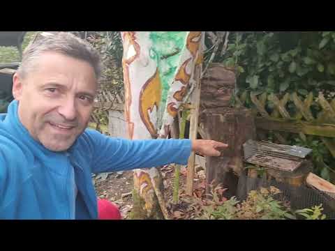 Eine Ratte 🐀  fangen in einer Stunde