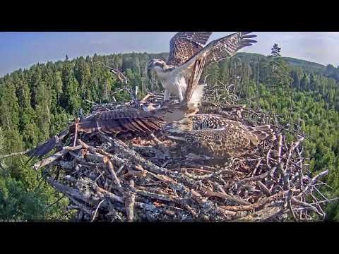 Kalakotkas2::Pandion haliaetus - Maiden flight 2020-07-20