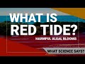 What is red tide and why is it harmful to humans and to environment? | What Science says | PH RED TV