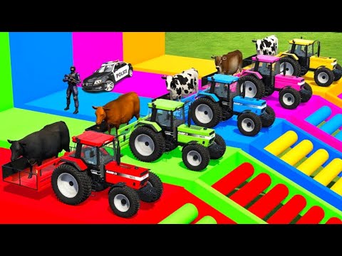 Transporting Cows With Old Case Colored Tractors And Man Trucks - Farming Simulator 2022
