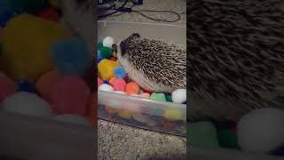 Hedgehog Animals Videos