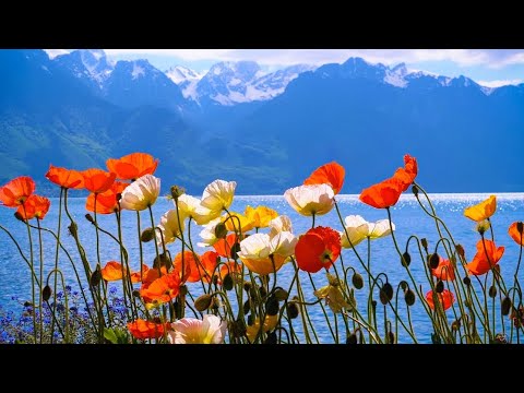 Beautiful Relaxing Music For Calm The Mind, Stop Thinking • Relaxing Sleep Music, Soul and Body, Spa
