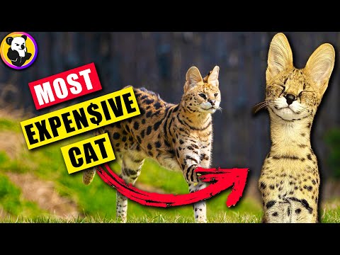 Savannah Cat: The Most Expensive Pet In The World ! [Largest Domestic Cat]