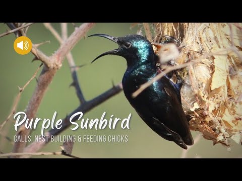 Purple Sunbird feeding chicks | Calls | Nature Web