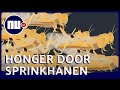 Wat zijn de gevolgen van de ergste sprinkhanenplaag in 70 jaar? | NU.nl