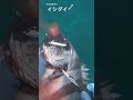 今日の突き　イシダイpart49 spearfishing 突き 魚突き 漁 漁師 水中銃