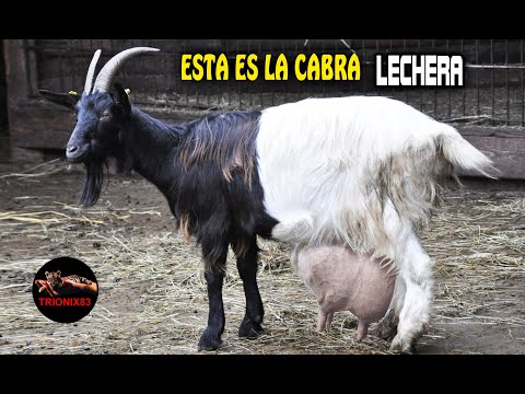 , title : 'ESTA ES LA CABRA MAS LECHERA DEL MUNDO ¿Cuáles son mejores Cabras lecheras del mundo?'