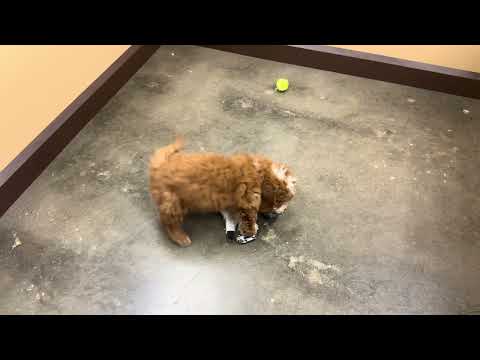 F1B Mini Goldendoodle - 330 video preview