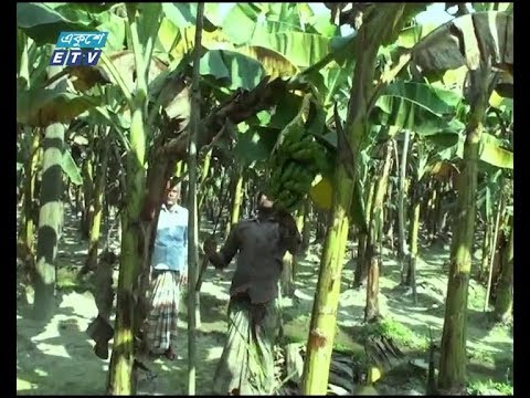 গাজীপুরের কাপাসিয়ায় বাড়ছে কলা চাষ