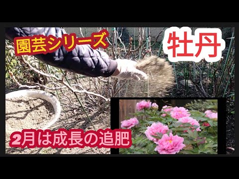 牡丹に餌を与える草本牡丹のための肥料は何ですか