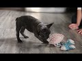 French Bulldog dogs for sale: Julie - Video 1