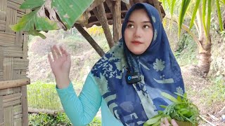 Download lagu TERPESONA MELIHAT KECANTIKAN NENG ULPAH JANDA DESA HIDUP SEDERHANA DI PELOSOK PEDESAAN JAWA BARAT mp3 Download lagu TERPESONA MELIHAT KECANTIKAN NENG ULPAH JANDA DESA HIDUP SEDERHANA DI PELOSOK PEDESAAN JAWA BARAT mp3
