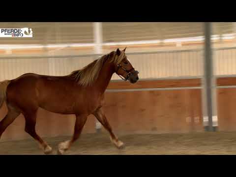 Mustang Makeover 2018 - Luuk Teunissen - Freiarbeit