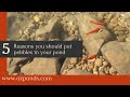 5 reasons to add pebbles to a pond