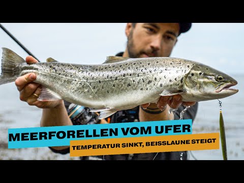 Meerforellen WAHNSINN I Nah am Ufer kommen die ATTACKEN