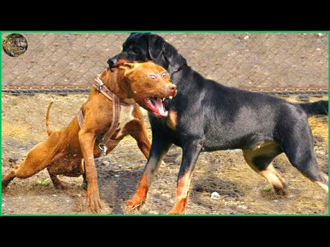 Pitbull vs Rottweiler. Chi è il più forte?? | Animal Channel