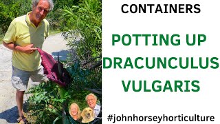 GROWING DRAGON PLANTS: ESSENTIAL POTTING GUIDE