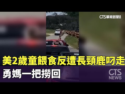 美2歲童餵食反遭長頸鹿叼走　勇媽一把撈回