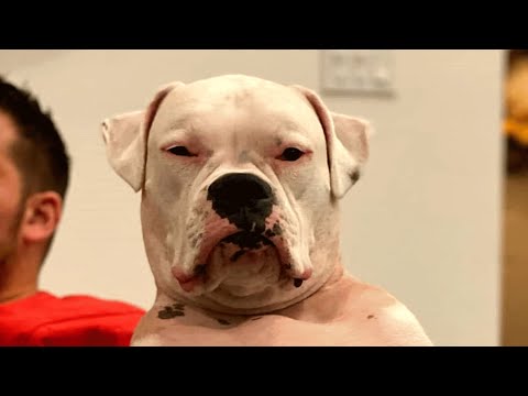 The Grumpy Grandpa of the Dog World - Hilarious!