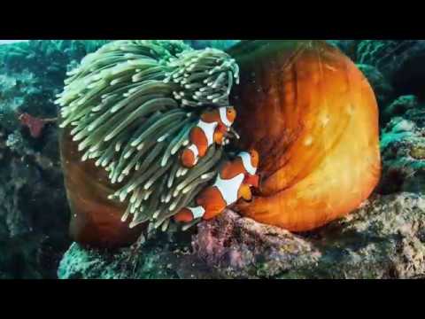 Great Barrier Reef - SCUBA DIVING 2016 - GoPro Hero 4
