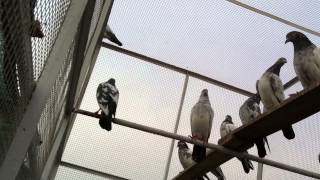 preview picture of video 'Ustad Chaudhary Junaid's Teddy Depti Pigeons VIDEO-00383-(0706)'