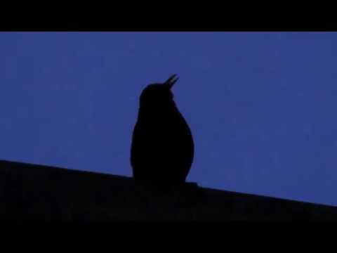 download lagu mp3 mp4 Amselgesang, download lagu Amselgesang gratis, unduh video klip Amselgesang