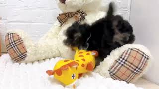ハーフ犬の動画02