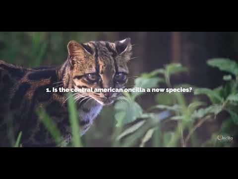 Oncilla, PROTECTING THE MOSTENDANGERED WILD CATOF MESOAMERICA