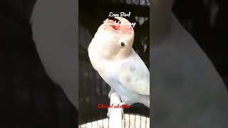 Download lagu Love bird konslet mangap mp3