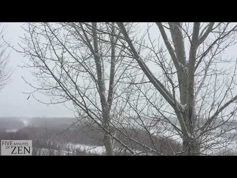 Five Minutes of Zen (FMOZ 001) Falling snow