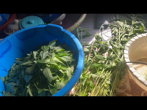 Cook with me on a Sunday in Liberia || Liberian palava sauce soup