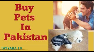 Best Website To Buy Pets In Pakistan | Agentspet Full Tutorial