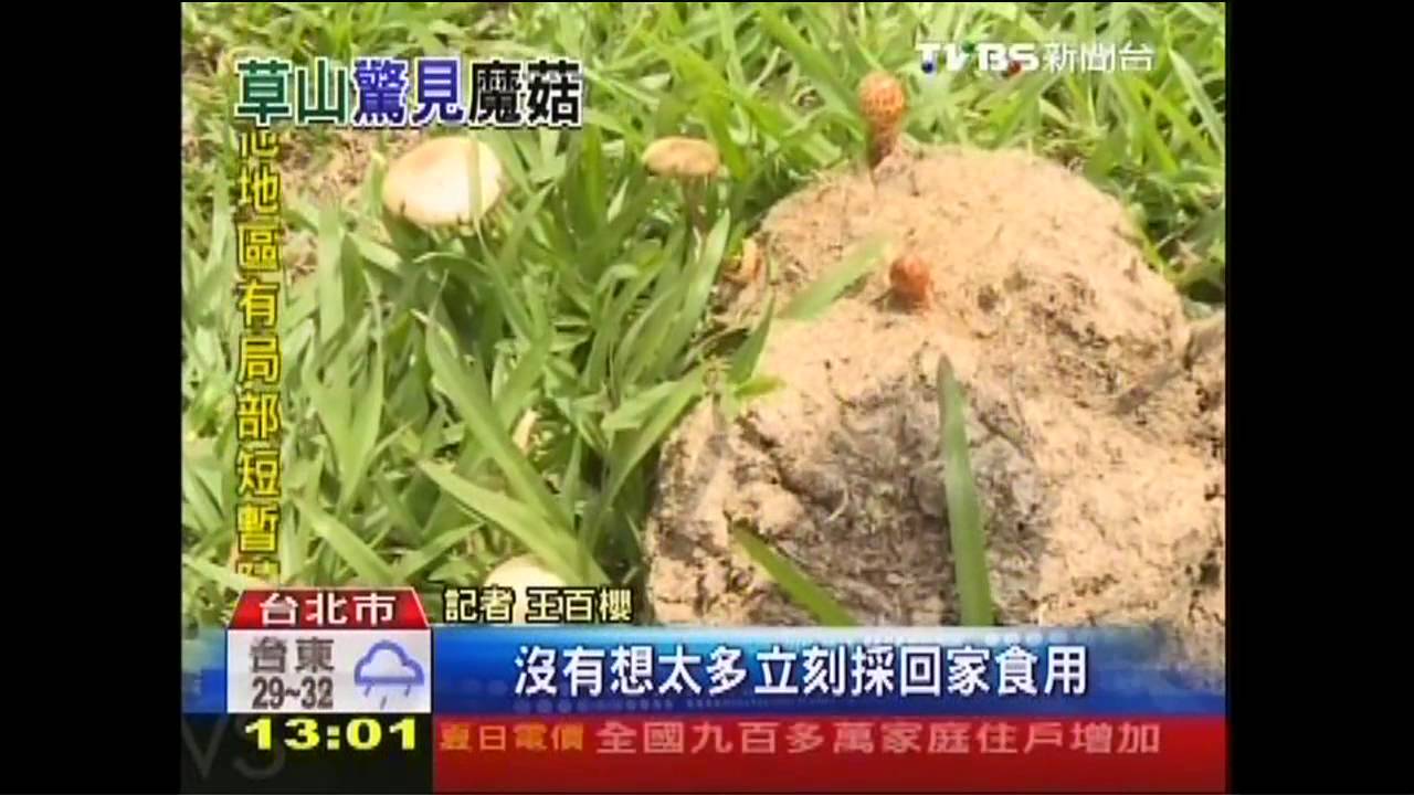 陽明山摘野菇？　男當佳餚迷幻2hr