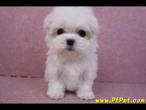 11/20馬爾濟斯母幼犬