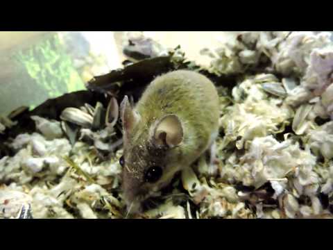 Capital Naturalist: White-footed Mouse
