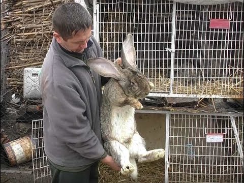 De aici poți cumpăra iepuri uriași. Sunt crescuți în curtea unui localnic din comuna buzoiana Smeeni