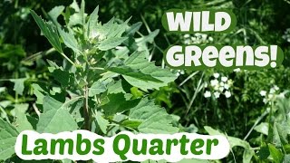 Picking and eating lambs quarter: with the only recipe you need