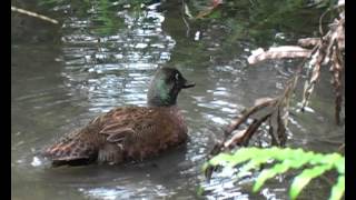 preview picture of video 'New Zealand Birds: Campbell Island Teal (Anas nesiotis) Feeding'